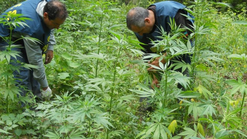 Piantagione di marijuana tra i filari del vignetoCarabinieri arrestano un uomo nel Reggino