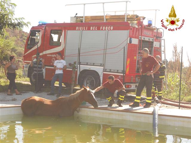 Cavallo cade in piscina
Salvato dai Vigili del fuoco