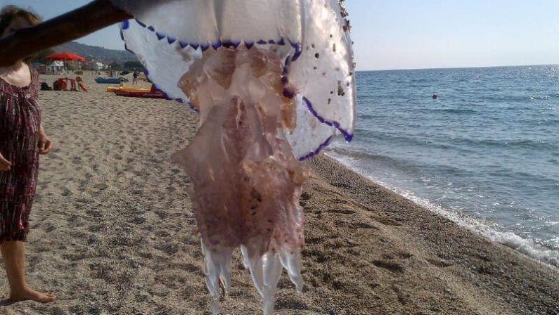 Troppa pesca nelle acque del Mediterraneo
Proliferano le meduse nell'estate calabrese