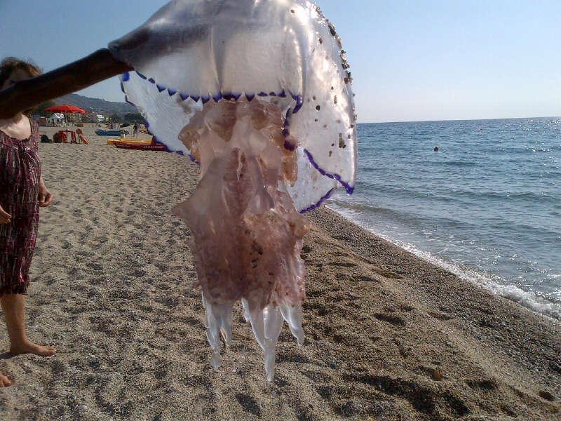 Medusa gigante nel catanzarese
pescata tra i bagnanti impauriti