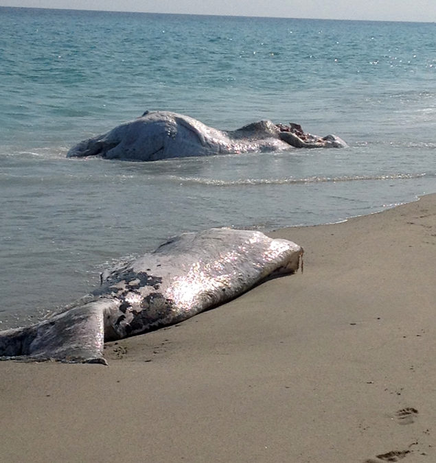 Trovata sulla spiaggia di Caulonia una carcassa
di un cetaceo di 6 metri spaccato in due pezzi