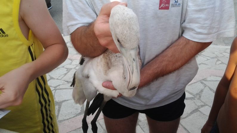 Foce del Crati, liberato
esemplare di fenicottero rosa