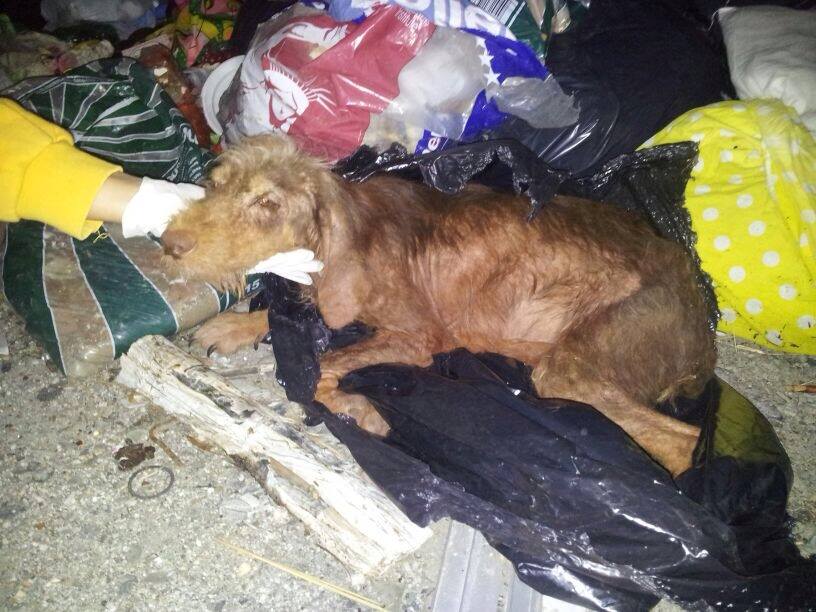 Le immagini del recupero del cane Elly