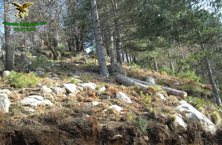 Taglia alberi nel Parco della Sila
Denunciato imprenditore crotonese
