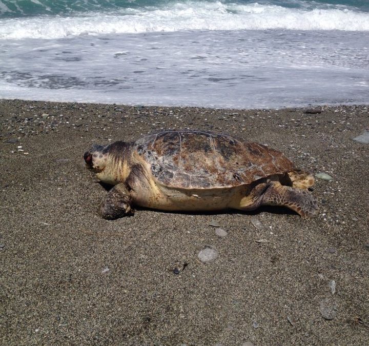 Fiumefreddo, enorme tartaruga morta sulla spiaggia
Forse aggredita da un pesce aveva perso una zampa