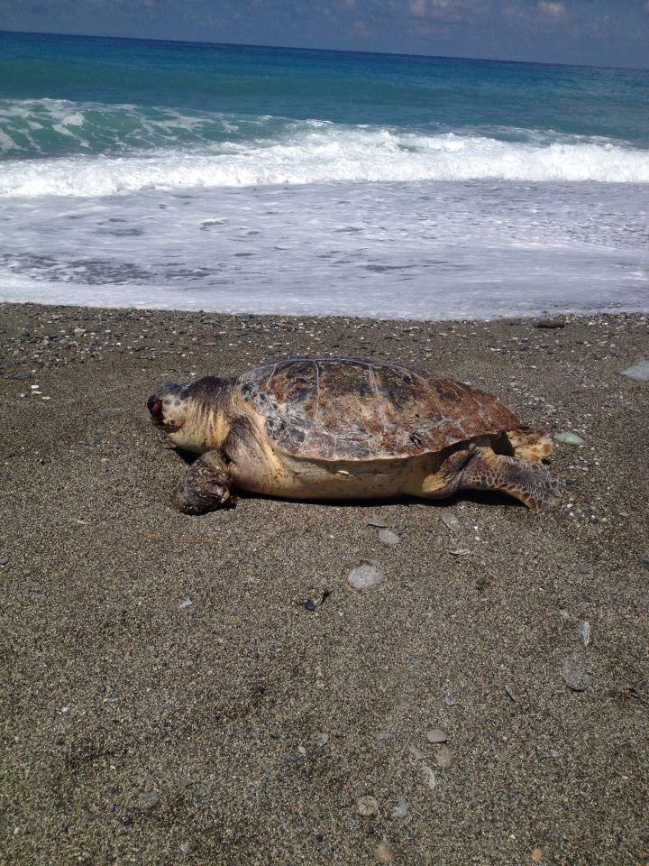 Fiumefreddo, enorme tartaruga morta sulla spiaggia
Forse aggredita da un pesce aveva perso una zampa