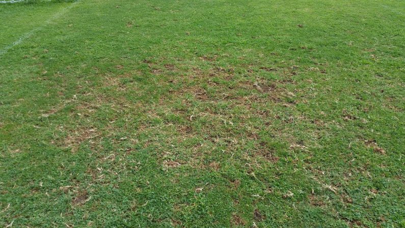 Degrado al San Vito: le foto di arbusti
e calcinacci nello stadio di Cosenza