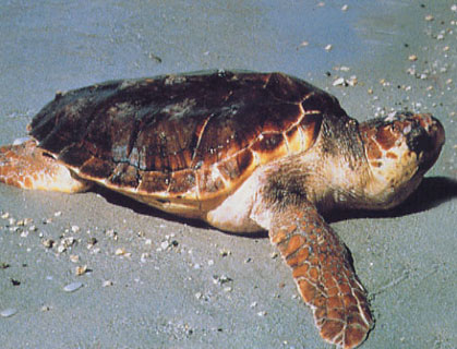 Tartaruga Caretta caretta
recuperata nel mar Jonio