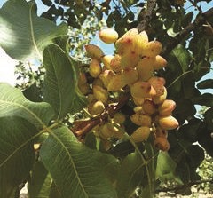 Verde speranza
Il pistacchio e il suo harem