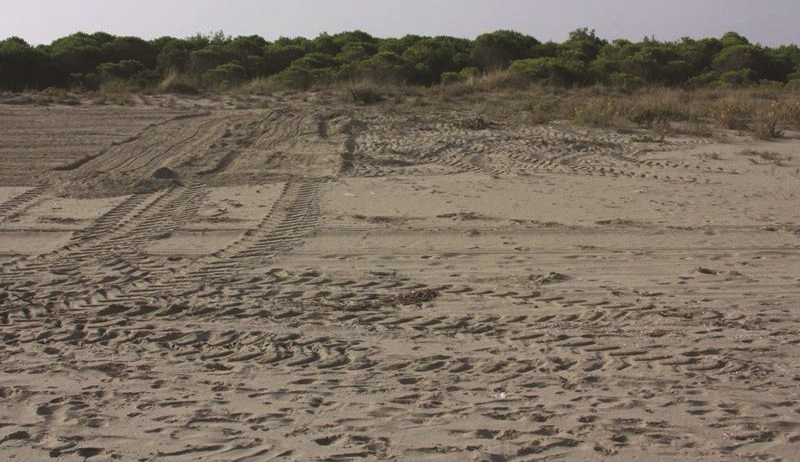 Il mistero della duna spianata
Rasa al suolo una vasta area di spiaggia protetta