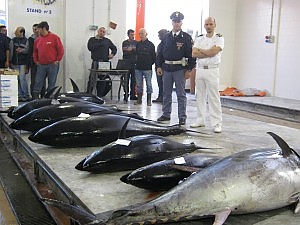 Sequestrati 150 chili di tonno rosso
ad un autotrasportatore fernato a Rossano