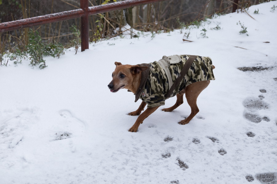 Neve e temperature polari in Basilicata 
A Potenza pericolo per il ghiaccio