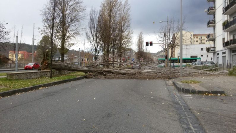 Cosenza, crolla albero sulla strada
Tanta paura a viale Parco
