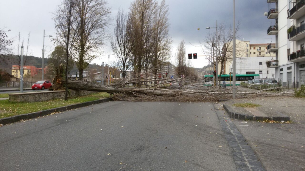 Cosenza, crolla albero sulla strada
Tanta paura a viale Parco