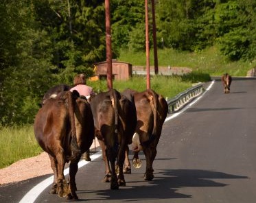 Vacche sacre, iniziano i pattugliamenti dei carabinieri
«Da abbattere solo i capi pericolosi per la viabilità»