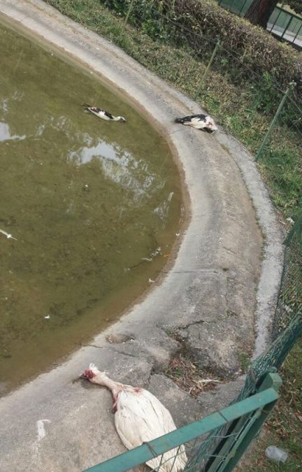 Rende, strage di papere in un parco pubblico
La scoperta fatta dai passanti