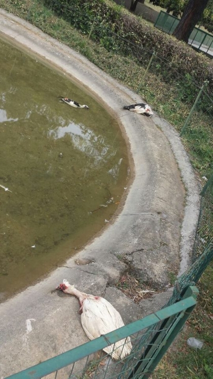 Rende, strage di papere in un parco pubblico
La scoperta fatta dai passanti
