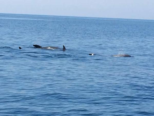 Avvistati delfini a Maratea
La visita inaspettata a Cersuta