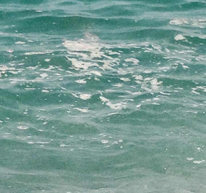Una immagine di mare sporco