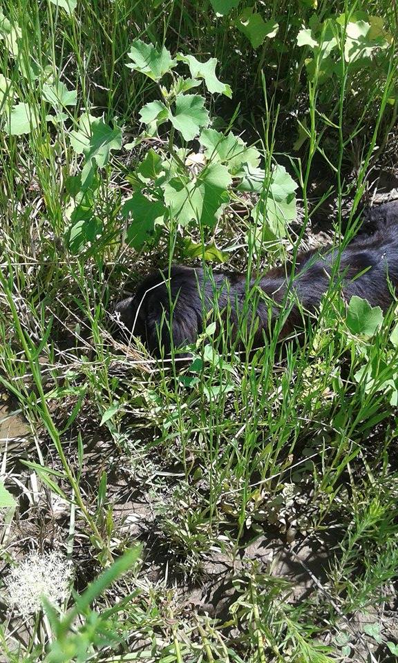Morta la cagnetta investita nel Cosentino
4 giorni di agonia per rimpalli burocratici