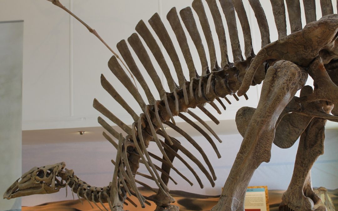 Le immagini del museo tra i dinosauri dell’Unical 
alla scoperta dello scheletro di Coelophysis