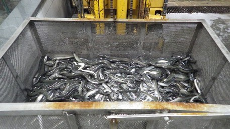 Sequestrate cinque tonnellate di anguille