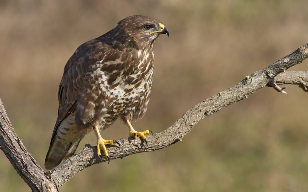 Poiana ferita, è il primo rapace
ricoverato nel 2016 al Cras di Rende