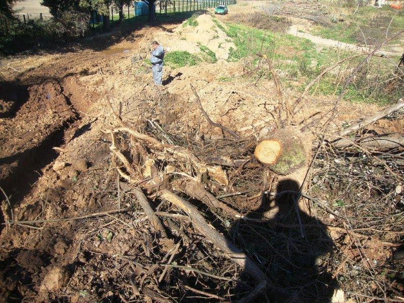 Denunce per tagli di alberi senza autorizzazione