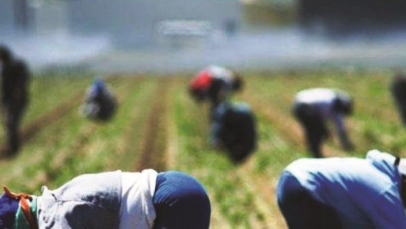Indennità per falsi bracciati agricoli nel ViboneseOltre duecento denunce dopo blitz della Finanza