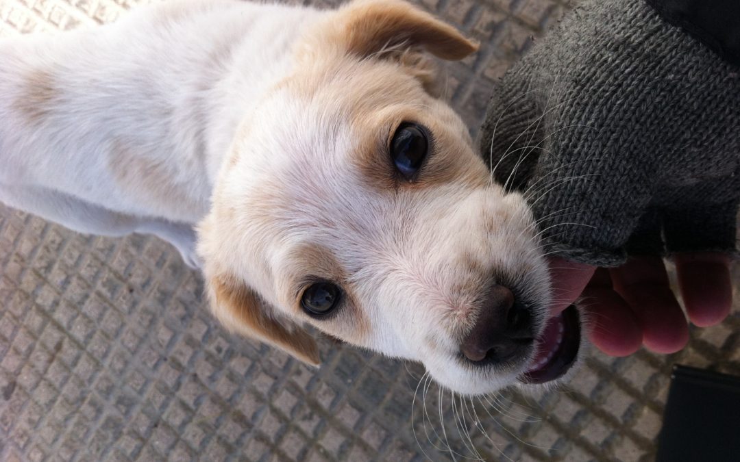 Investe un cane e scappa, multa di 400 euro