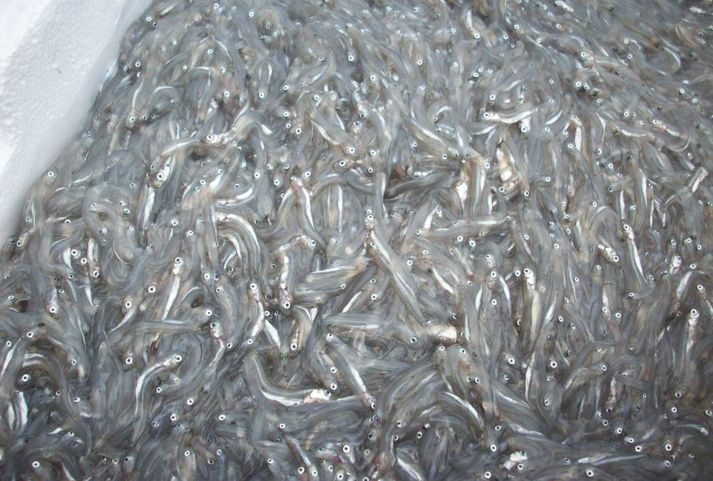 Sopreso con trenta chili di novellame pescato abusivamente a Locri: multato di 5mila euro