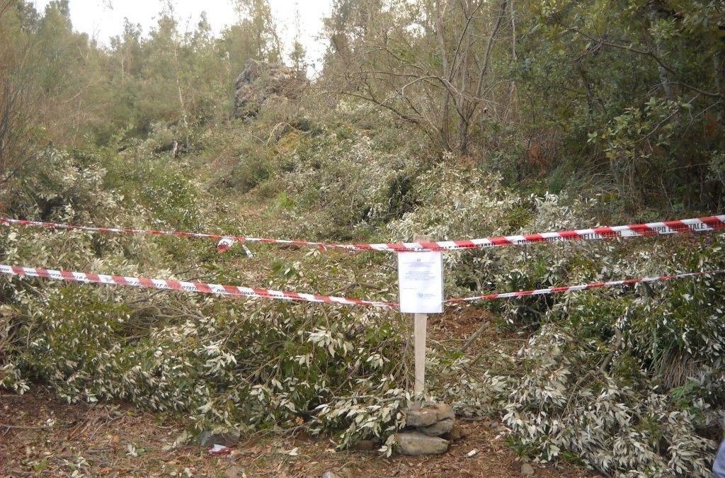 Furto di legna nel Parco del Poliino