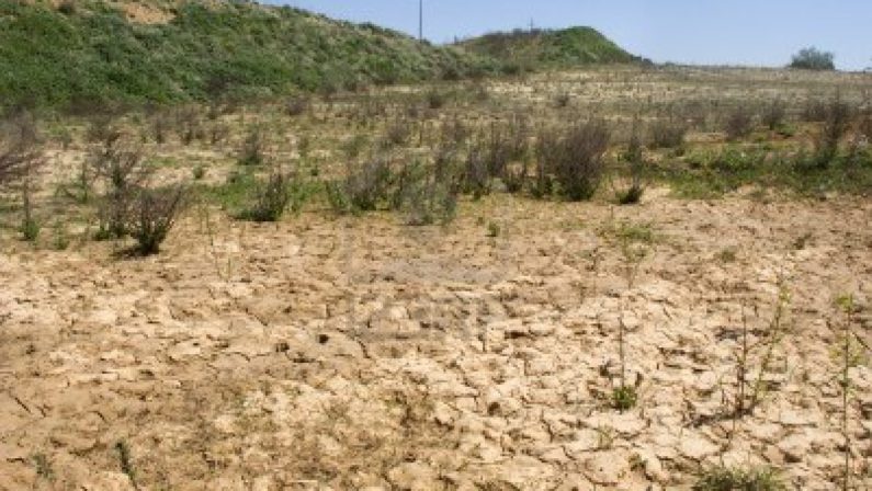 Scatta allarme siccità per l'agricoltura calabreseColdiretti: «Piogge dimezzate, colture a rischio»