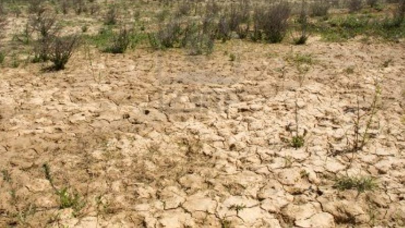 Scatta allarme siccità per l'agricoltura calabreseColdiretti: «Piogge dimezzate, colture a rischio»