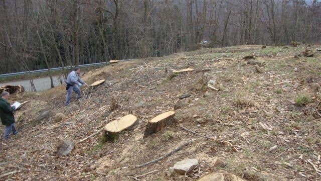 Nella Sila Cosentina accertato un taglio abusivo di 150 alberi