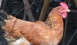 Ladro galline restituisce refurtiva nel Catanzaresee chiede scusa al proprietario, denunciato giovane