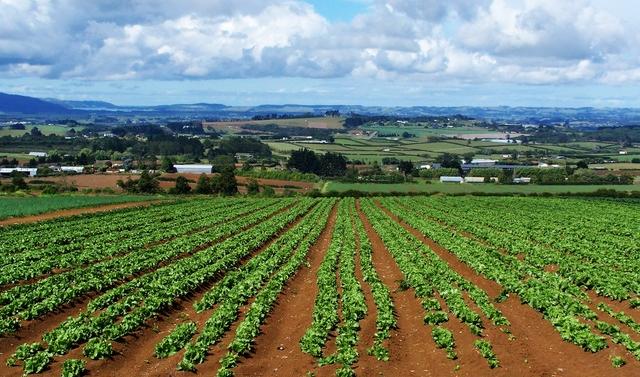 Contributi per l'agricoltura illegittimi, denunceCoinvolti imprenditori e centri per l'assistenza