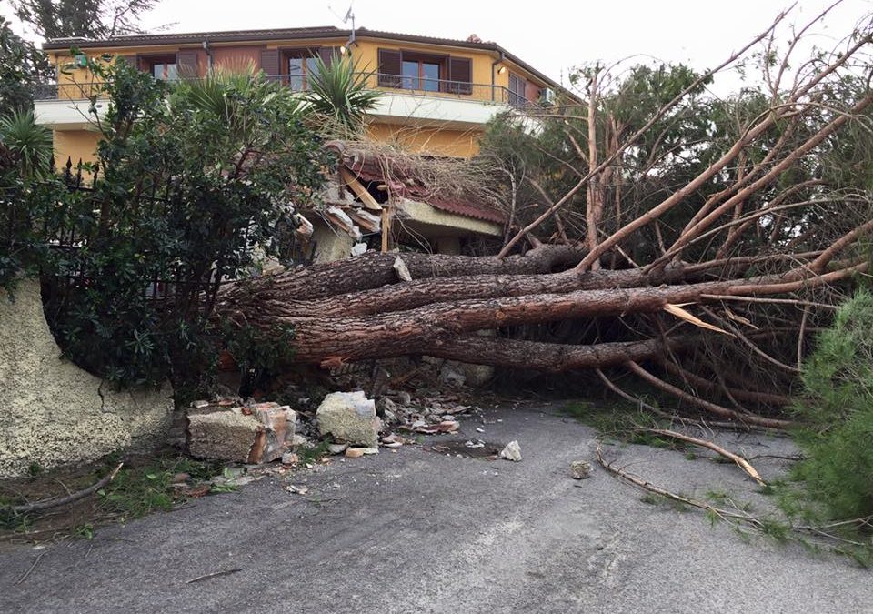 Muore agricoltore travolto dalla caduta di un albero