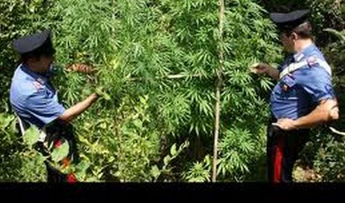 Mesoraca, scoperta piantagione di canapa
con 600 piantine e 45 chili di marijuana