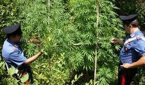 Scoperta piantagione di canapa a Mammola
Sequestrate oltre cento piante da 2 metri