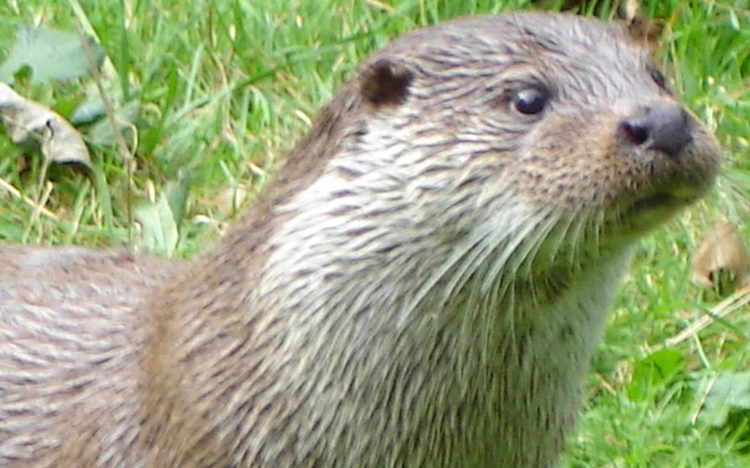 Avvistate delle lontre nel parco della Sila
Evento raro e importante per l’ecosistema