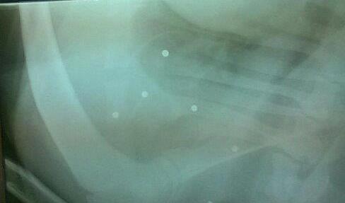 Cagnolina ferita a colpi di fucile
Presto un esposto in procura