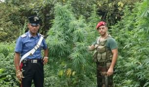 Piantagione di cannabis individuata e sequestrata a Lamezia