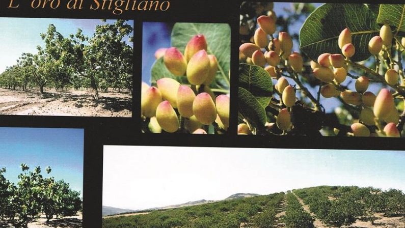 Il miracolo del pistacchio in collina
Un business che compete con la Sicilia