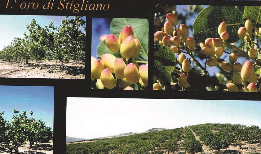 Il miracolo del pistacchio in collina
Un business che compete con la Sicilia