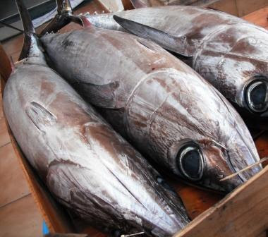 Maxi sequestro di pesce avariato nel ViboneseMessi i sigilli a 12 tonnellate di pescato