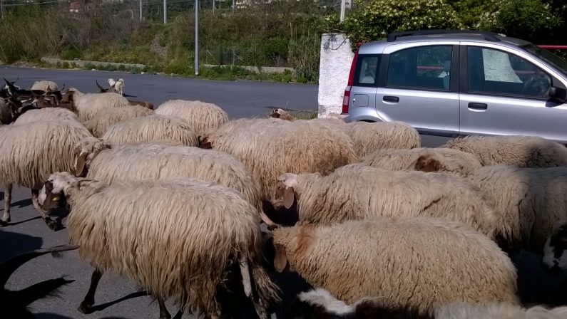 Bestiame al pascolo in un cimitero del RegginoDenunciati due fratelli e sequestrati gli animali