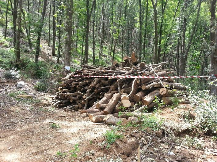Maxi area boschiva e legname sequestratidal Corpo Forestale in provincia di Cosenza