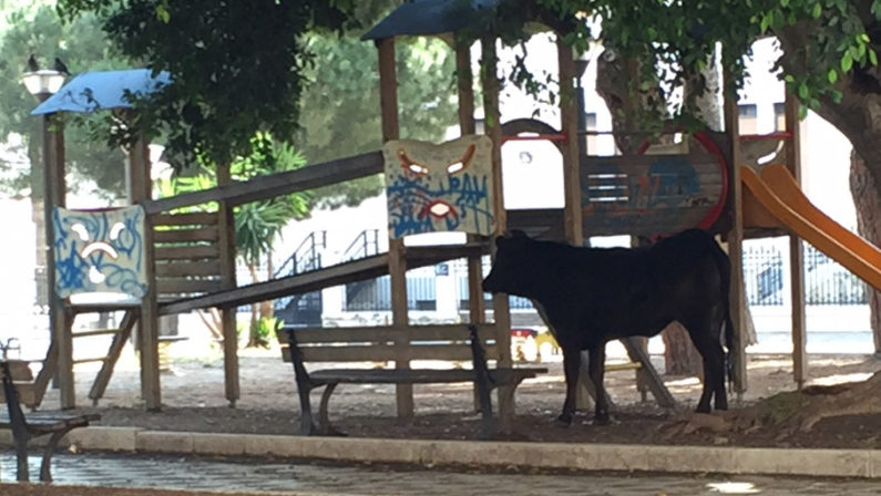 Un toro per strada a Reggio Calabria, il Noita: «Perchè ucciderlo invece di sedarlo?»