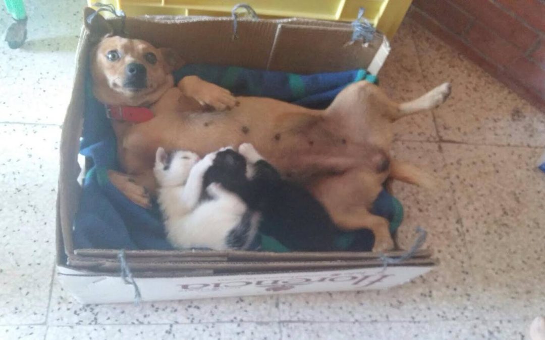 Cagnolina allatta gattini rimasti orfani in provincia di Vibo Valentia